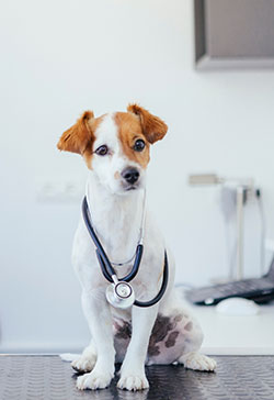 Montpelier Veterinary Hospital - Introduction To Our Practice