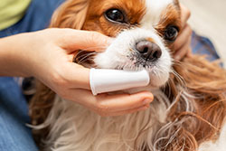 Montpelier Veterinary Hospital - Pet Dental Care