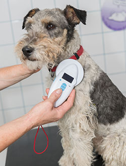 Montpelier Veterinary Hospital - Microchipping